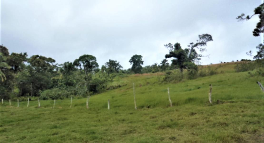 Agricultural freehold land, Fiji SouthPacificRealEstate